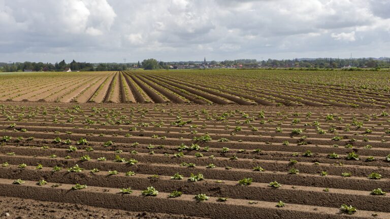 França: Hauts-de-France detém 61% da área cultivada com batata, com exportações atingindo 3.8 milhões de toneladas. Um campo de batatas em Villers-au-Tertre, Hauts-de-France