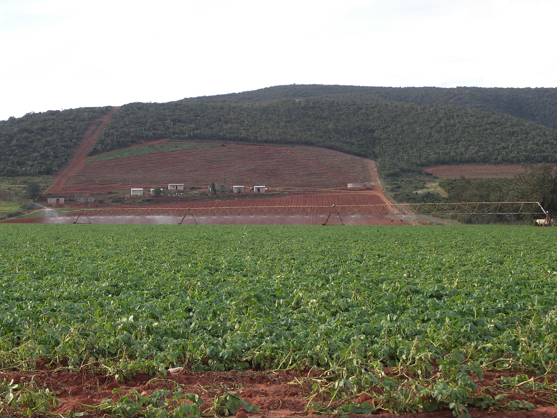 Güney Afrika'nın Patensie kenti yakınlarında, merkezden dönen sulama sistemiyle sulanan bir patates tarlası.