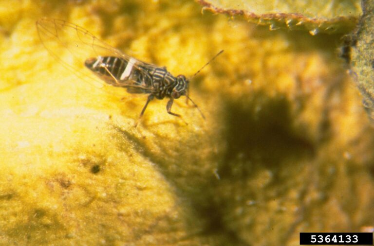 Potato psyllid (Bactericera cockerelli) on a potato leaf