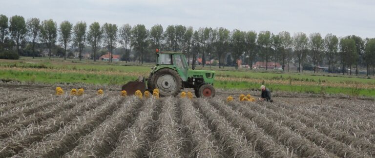 Bélgica: Produção de batata aumenta 61% desde 2000, enquanto Flandres reduz a área cultivada em 23% até 2026. Colheita de batatas em Sint-Laureins, Flandres Oriental, Bélgica.