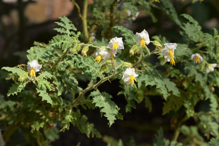 Solanum sisymbriifolium, ib qho kab tsuag rau cov kab mob qos yaj ywm cyst nematodes