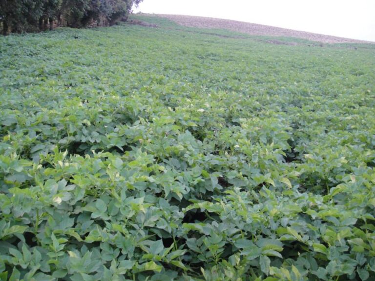 An Irish potato farm in Mmuock Leteh, Cameroon