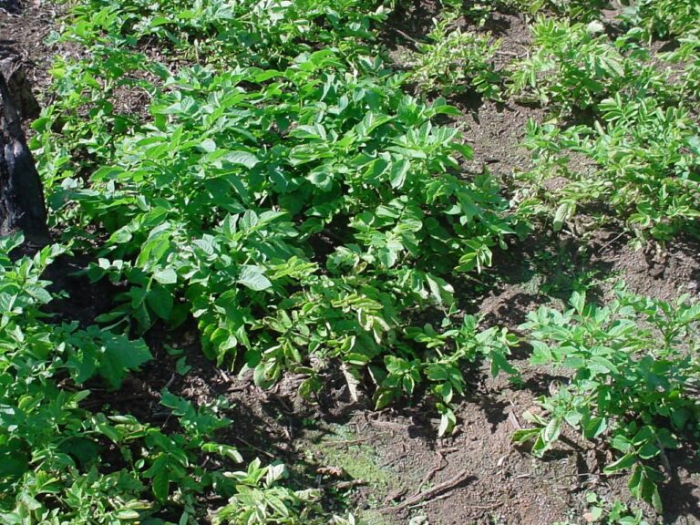 Brasil: Minas Gerais produz 34.3% da safra de batata prevista de 4.18 milhões de toneladas, com produção quase quadruplicando desde 1961. Uma plantação de batatas no sul do Brasil