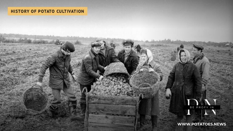 Workers helping a Soviet state farm with the potato harvest, Yaroslavl region, 1978