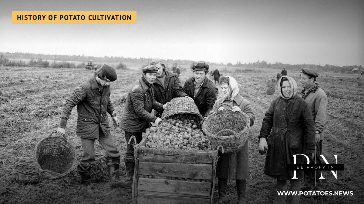 Oibrithe ag cabhrú le feirm stáit Shóivéadach le fómhar na bprátaí, réigiún Yaroslavl, 1978