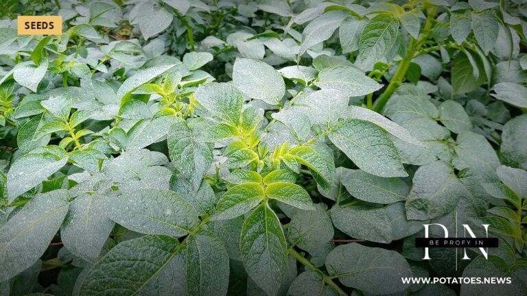 ഇന്ത്യയിലെ ഒരു വയലിലെ ഉരുളക്കിഴങ്ങ് ചെടികൾ