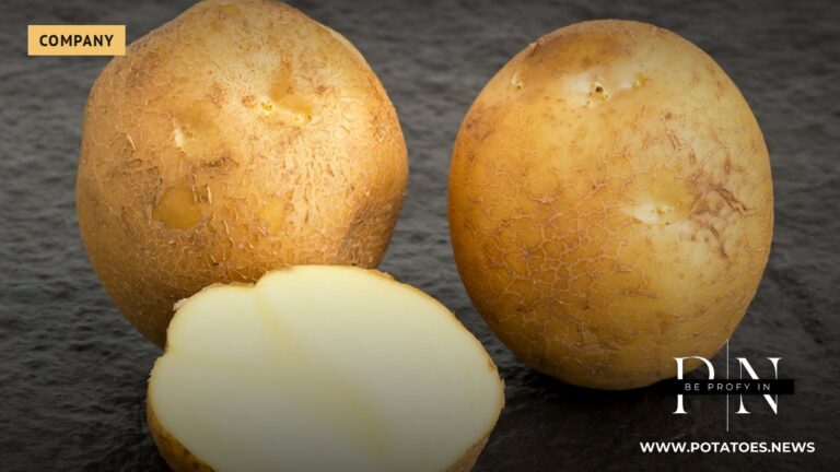 Potato tubers of a seed variety