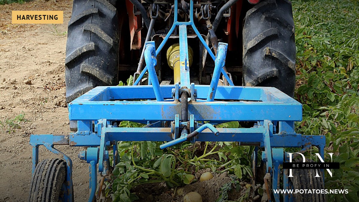 A potato harvester working in a field