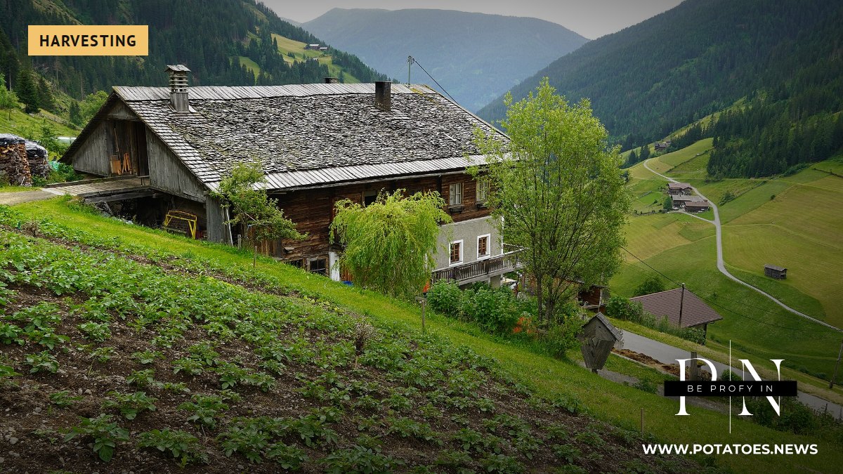 A potato field on a farm in East Tyrol, Austria