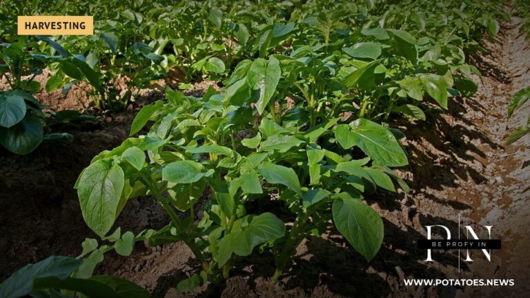 Potato field in Nakkila, Finland