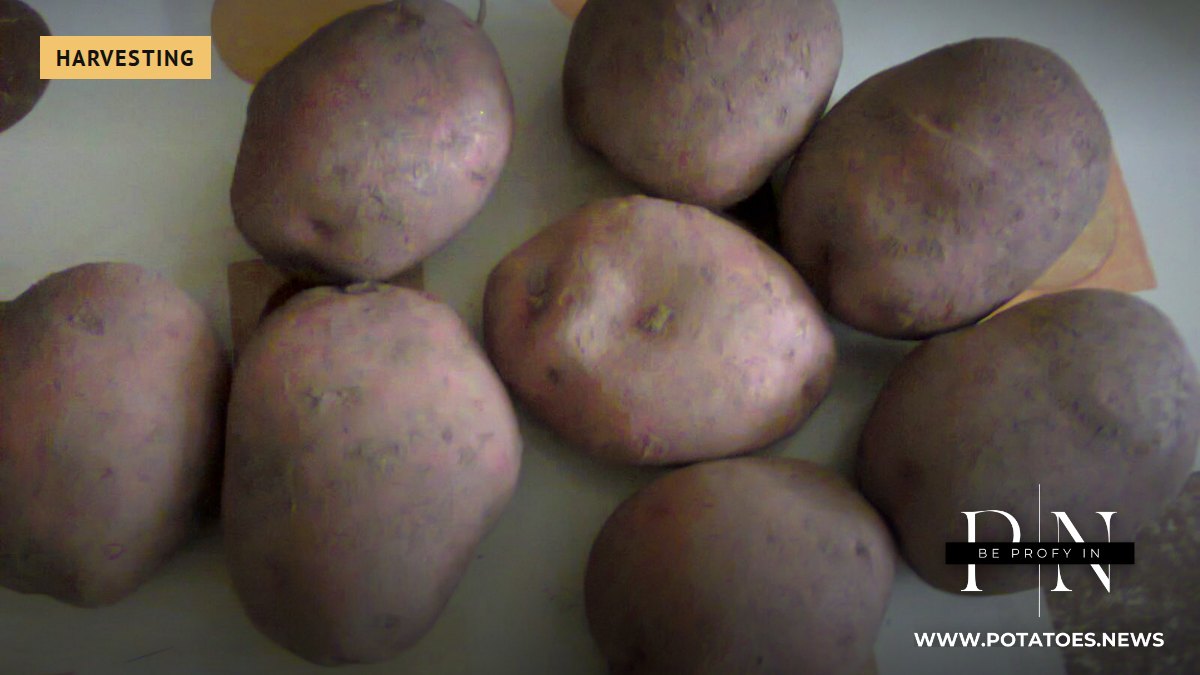 Patatas tubers sa Lónyaytelep, Hungary