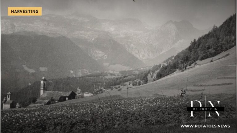 Potato field in Italy, 1962