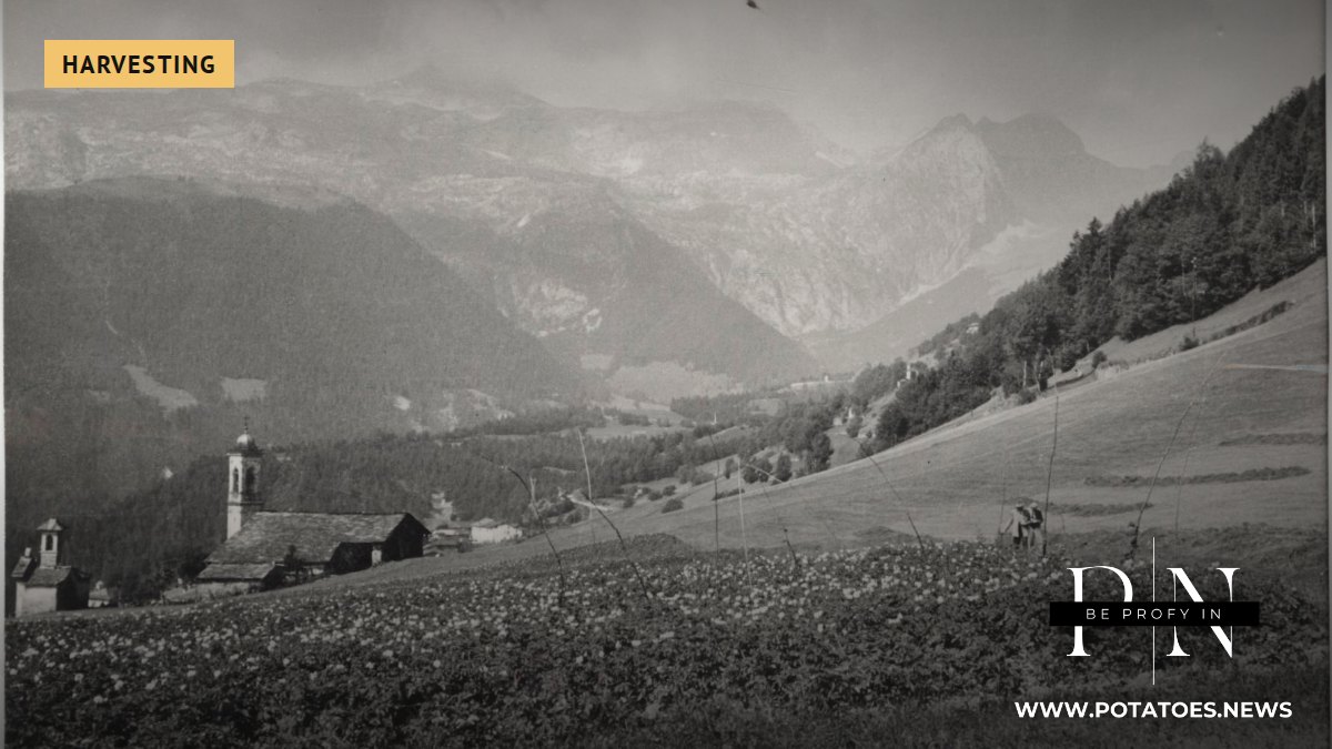 Umahan sa patatas sa Italya, 1962