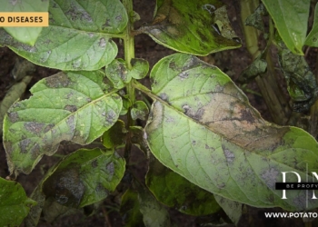 အာလူးရွက်များတွင် နောက်ကျမှ မှိုရောဂါ (Phytophthora infestans)