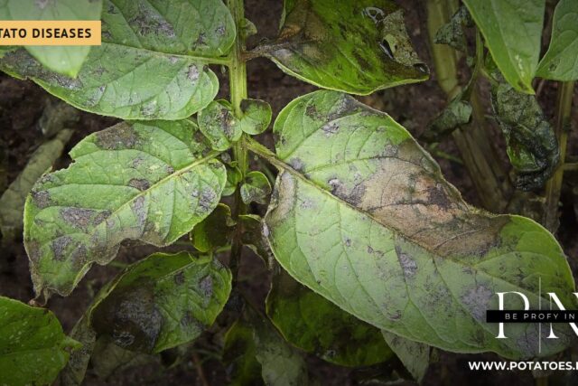 Plúchadh déanach (Phytophthora infestans) ar dhuilleoga prátaí