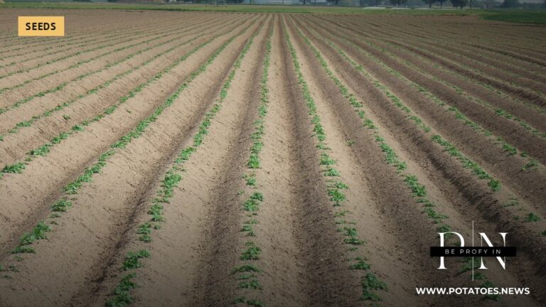 欧洲:六大主要地区种薯种植面积下降1.6%至105,155公顷,其中薯类品种减少8.4%¹ 春天田里的一排排土豆