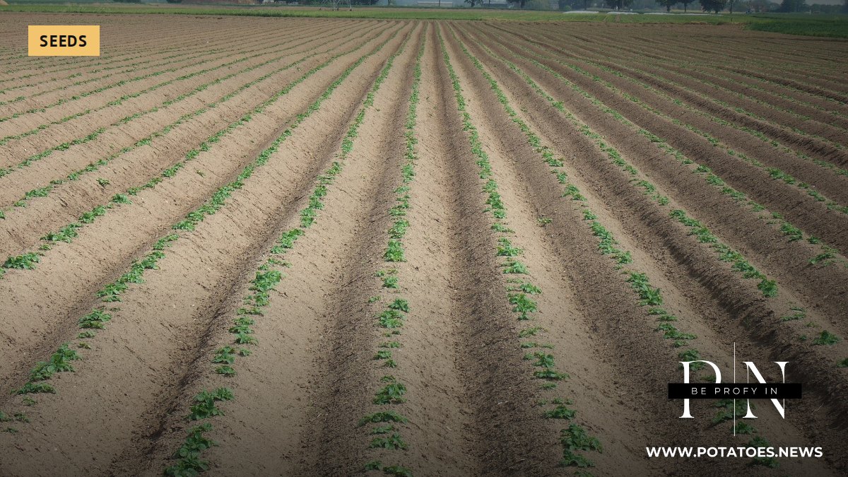 Europe: Seed Potato Area in Six Key Regions Falls 1.6% to 105,155 ha as Fry Varieties Lose 8.4% 1 Potato rows in a field in spring