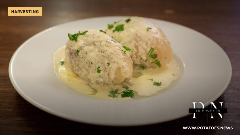 Cepelinai, a traditional Lithuanian potato dish, in Vilnius