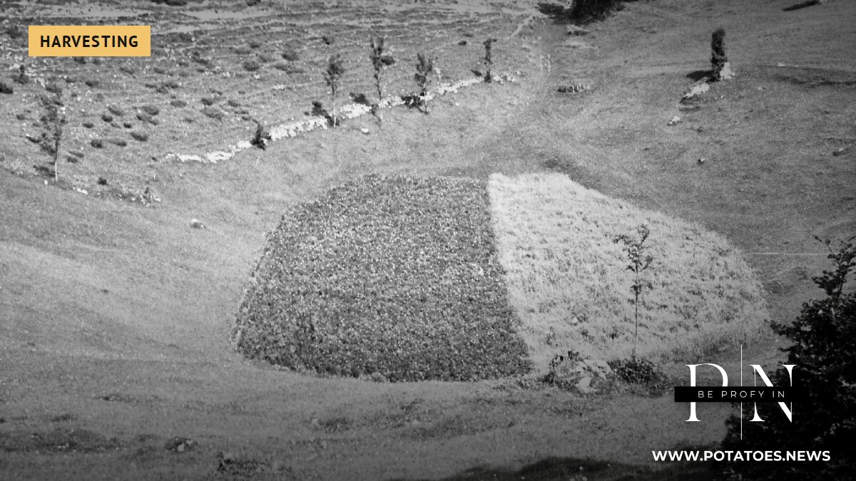 Slovenia: Potato Self-Sufficiency Is Only 41% as 2025 Harvest Falls to 60,820 Tonnes 1 A field half planted with potatoes in Slovenia (historical photo)