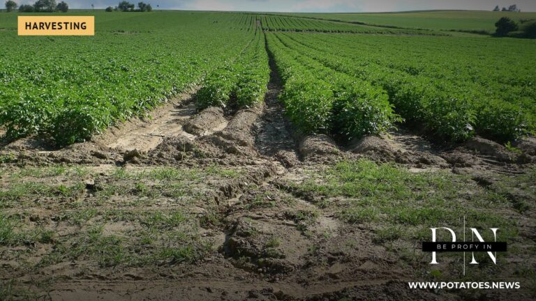 Un campo de patatas en una ladera (no en Eslovaquia).