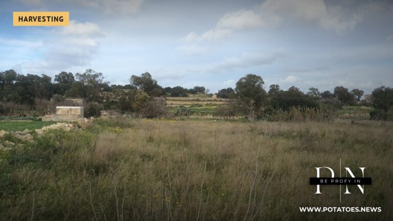 Farmland at Zejtun, Malta