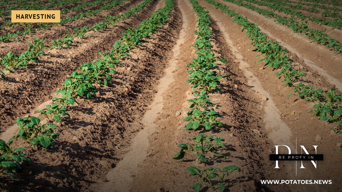 A potato field near Éiter, Luxembourg