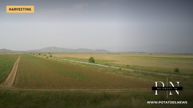 Bắc Macedonia: Diện tích trồng khoai tây giảm 14% trong một thập kỷ, nhưng sản lượng vẫn duy trì ở mức trên 170,000 tấn. Đất nông nghiệp ở Prilepsko Pole, Bắc Macedonia