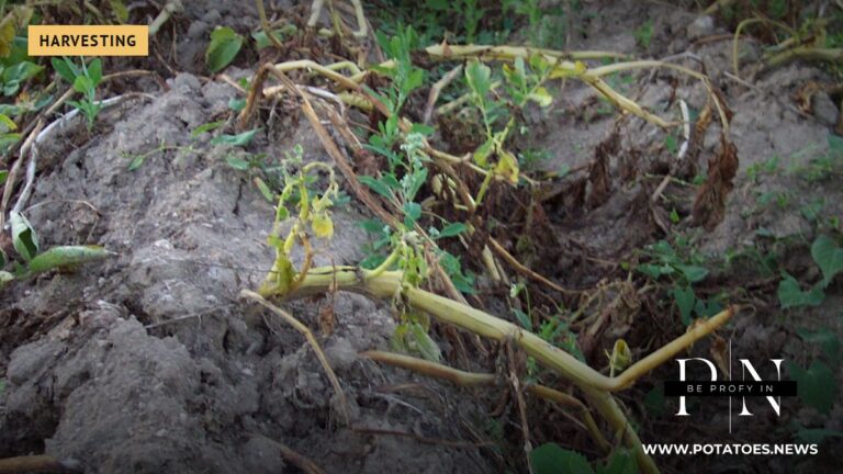 Un campo de patatas en la República Checa