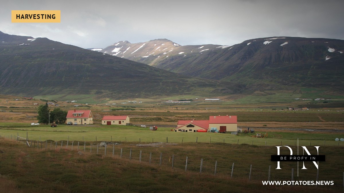 Islandia: A colleita de patacas rebota un 51 % ata as 8,300 toneladas tras a colleita máis pequena desde 1993 1 Terras de cultivo no nordeste de Islandia
