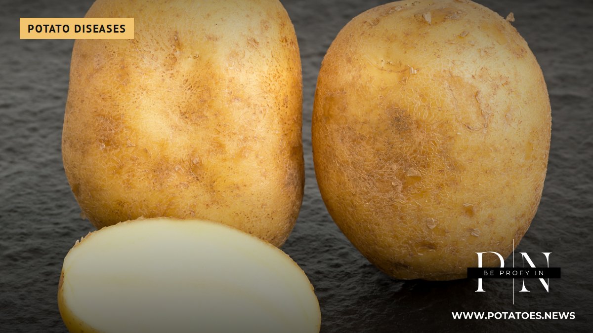 Canada: New Ring Rot Directive Keeps Zero Tolerance and Tests Up to 800 Tubers per Seed Field 1 Whole and cut potato tubers