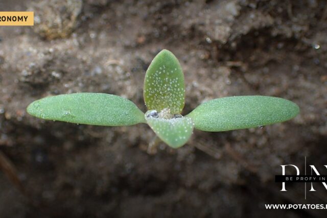 Mche wa kuku mnene (albamu ya Chenopodium) shambani