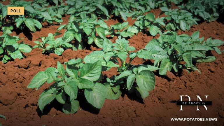 Global: Potato Survey Opens in Six Languages to Compare Growers’ Latest Seasons
