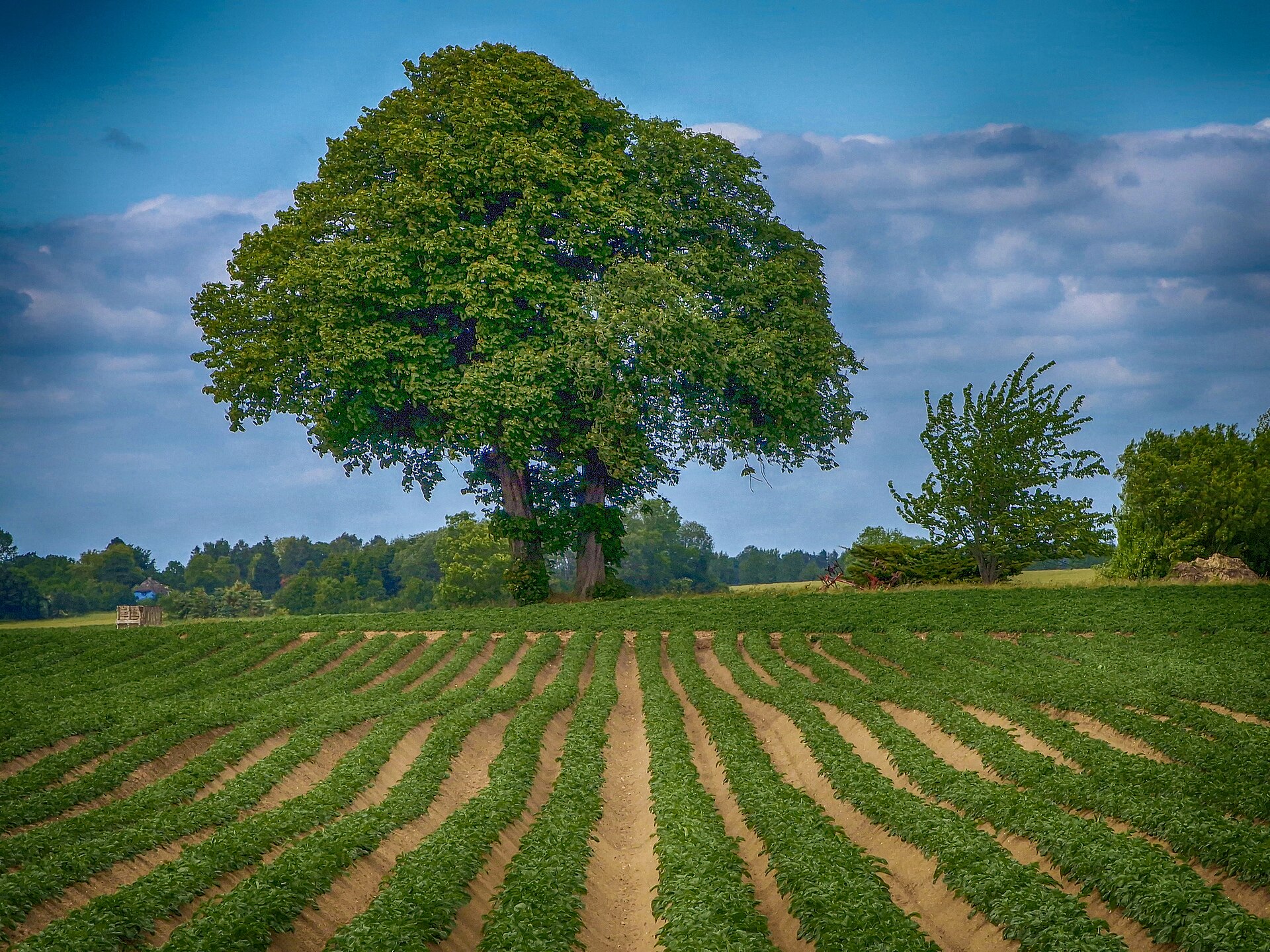 Potato fields