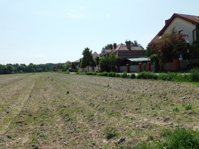 A potato field in Warsaw, Poland