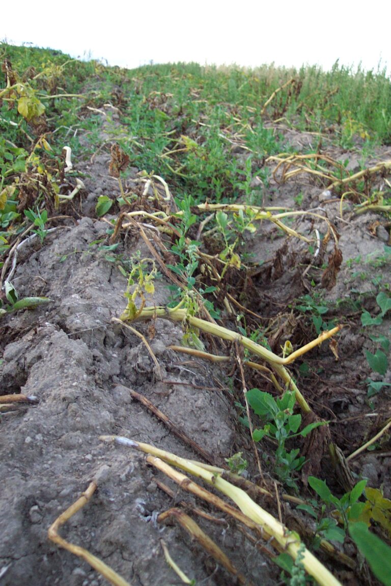 Czechia: An kiyasta Girbin Dankali na 2026 a 544,000 t, raguwa da kashi 26% yayin da Yawan amfanin gona ya faɗi 23 Filin dankalin turawa a Jamhuriyar Czech