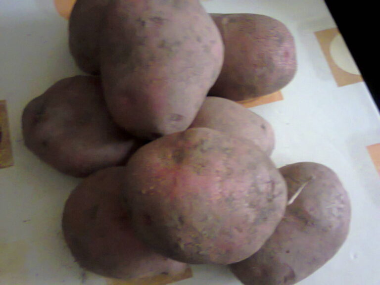 Potato tubers in Transylvania, Romania (not Moldova)