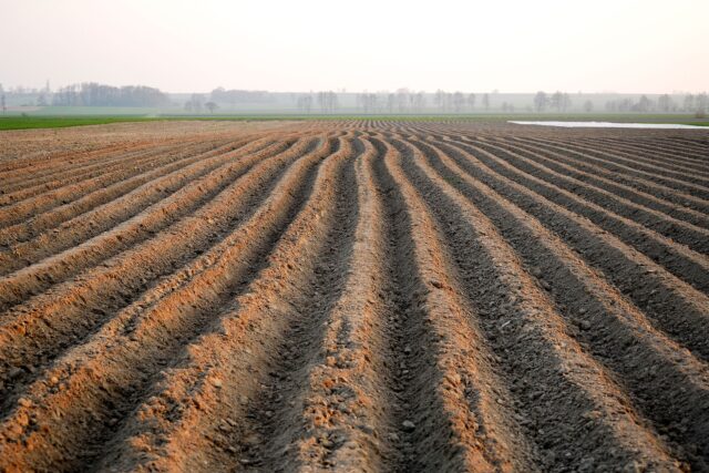 Potato field in Poland