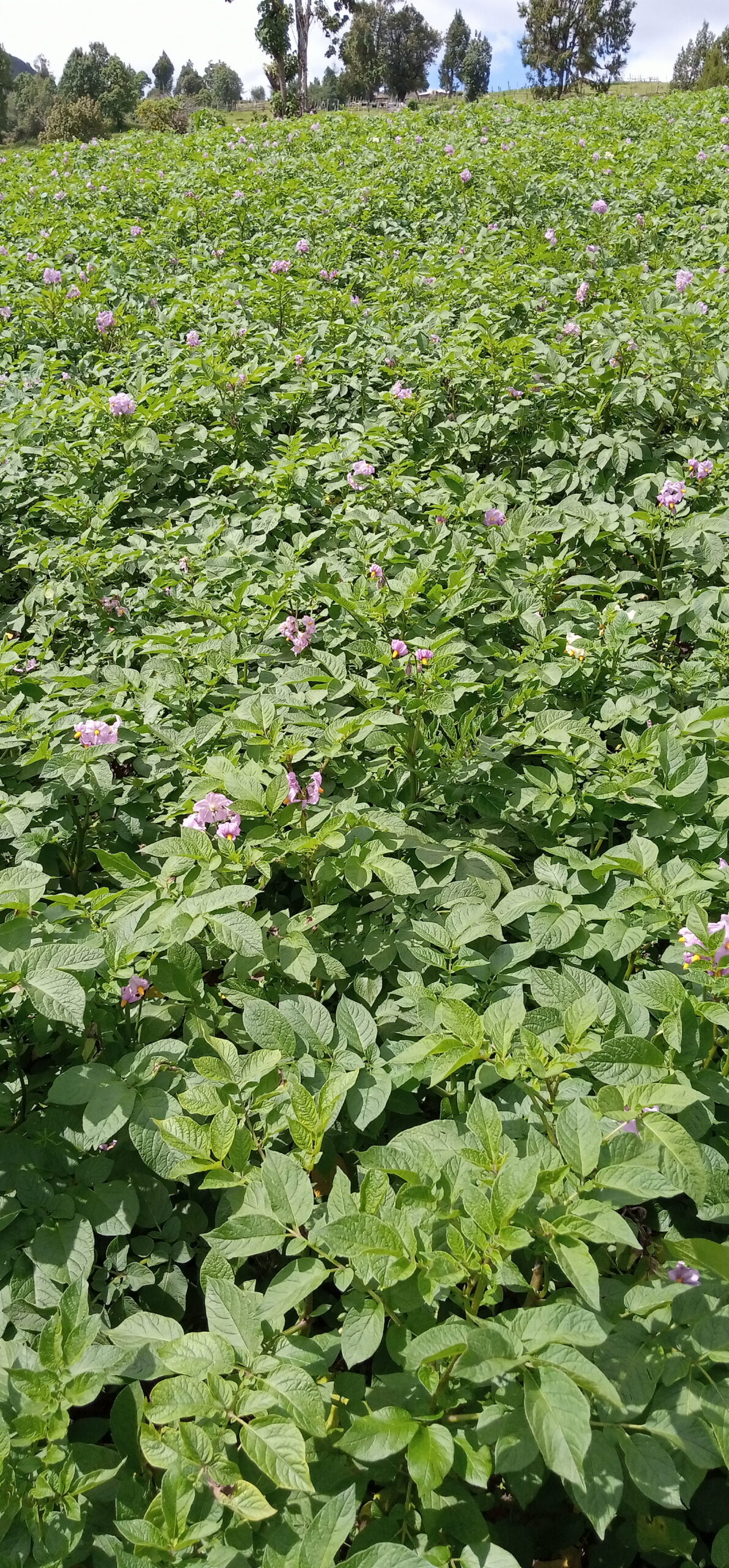 Potato field in Kenya