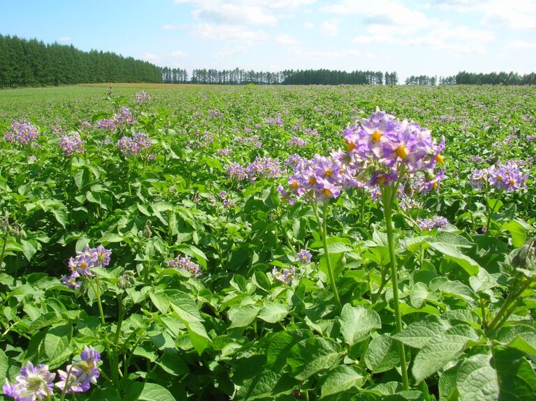 Japan Briefs More Than 700 Growers and Traders as Review of US Fresh-Potato Access Nears Final Stage 4 Potato field in Kamishihoro, Tokachi, Hokkaido, Japan
