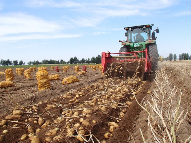 China: Harvest Peaks in Hebei's Bashang Potato Belt, Where Weichang County Grows 600,000 mu 3 Two-row potato windrower harvesting in northern China
