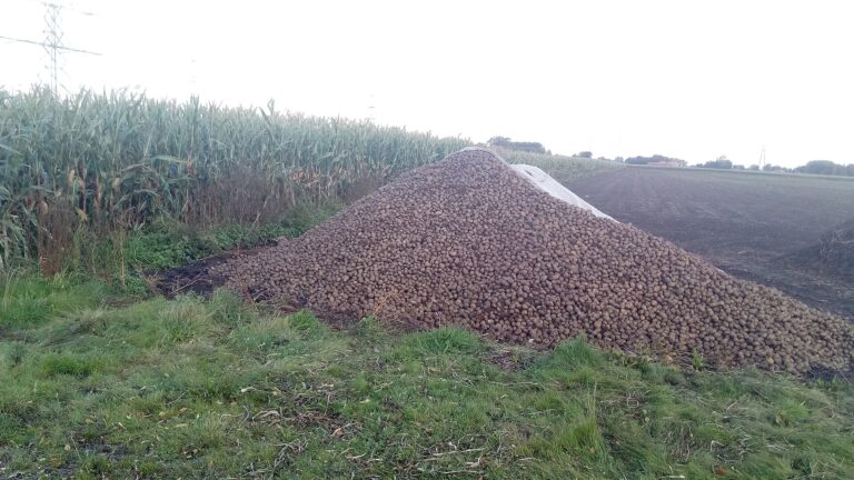 Un grande mucchiu di patate raccolte in Meeden, Groningen, Paesi Bassi