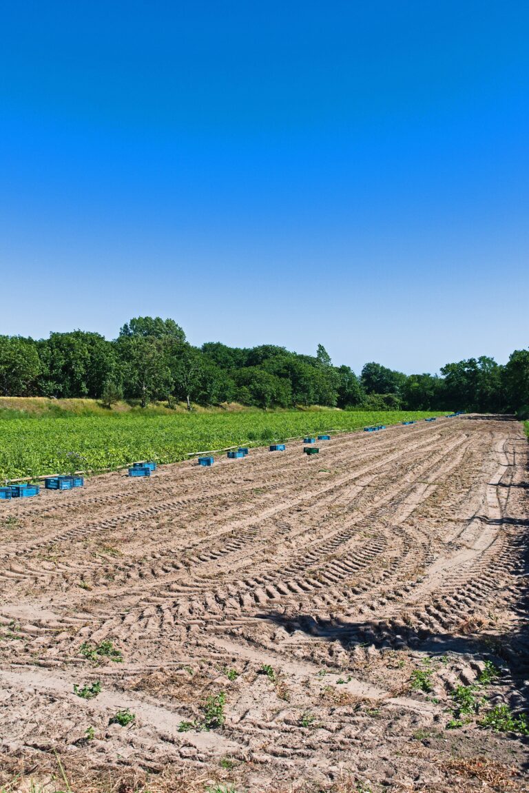 Netherlands: Potato Exports Jump 26.5% in July–August as Belgian and French Processors Draw on Dutch Stocks 4 Potato harvesting in a field at Ouddorp, South Holland
