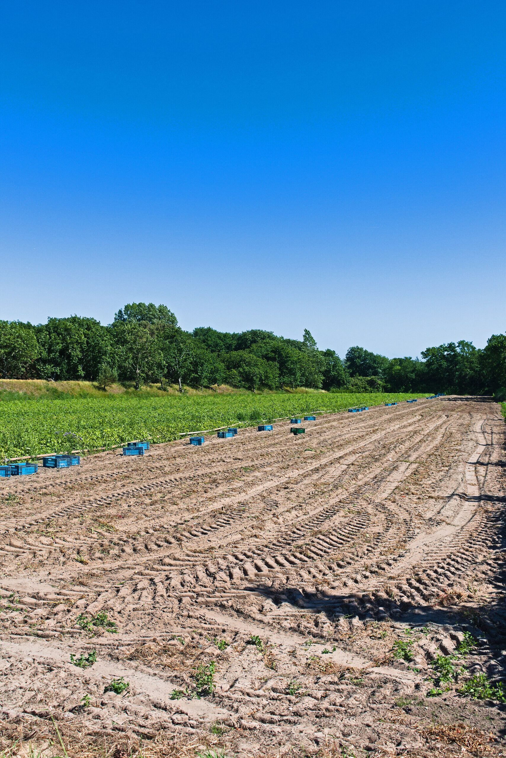 Potato harvesting in a field at Ouddorp, South Holland
