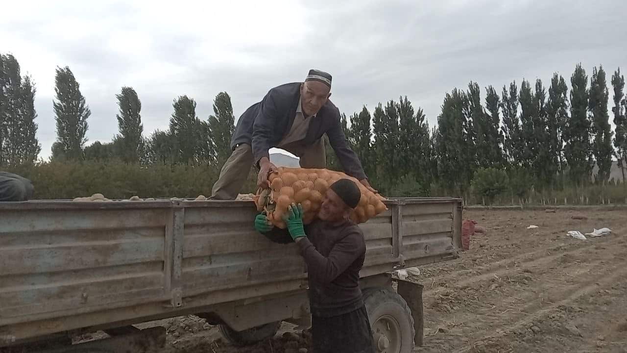 Rekòt pòmdetè nan distri Sokh, rejyon Fergana, Ouzbekistan