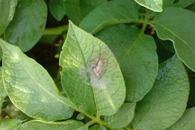 Potato leaf with lesions of late blight, Phytophthora infestans