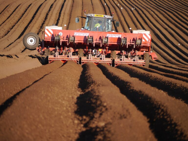 Plant Into Ripe Soil or Harvest Clods: Russian Growers Debate the 7–10 Day Window 2 Tractor planting potatoes into prepared soil