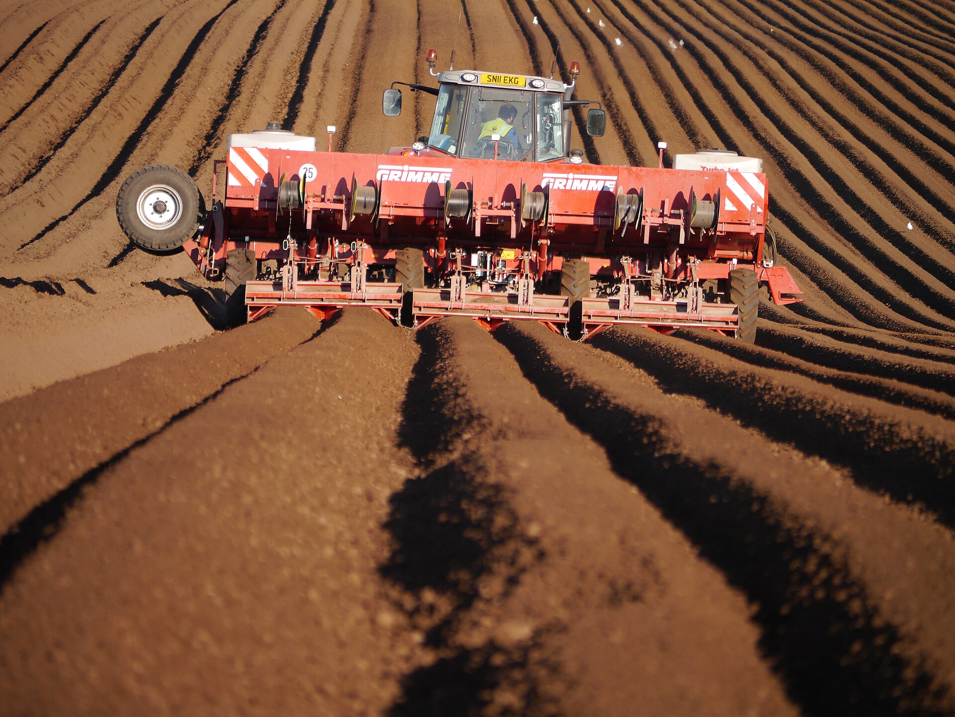 Tractor planting potatoes into prepared soil