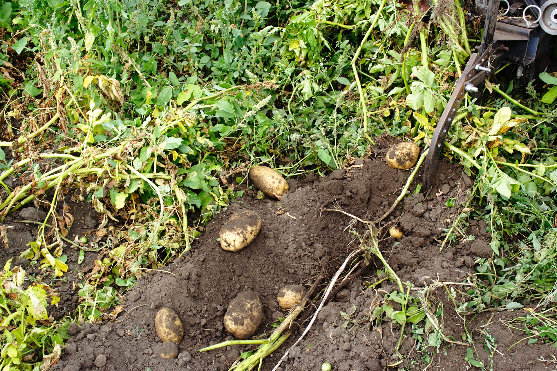 Potato lifting with a small tiller in Russia