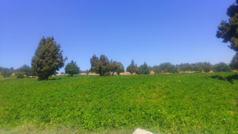 Turkey: Potato Output Seen at 6.2 Mt in 2026, 10% Below the 2024 Peak 4 A potato field in Bozköy, Turkey