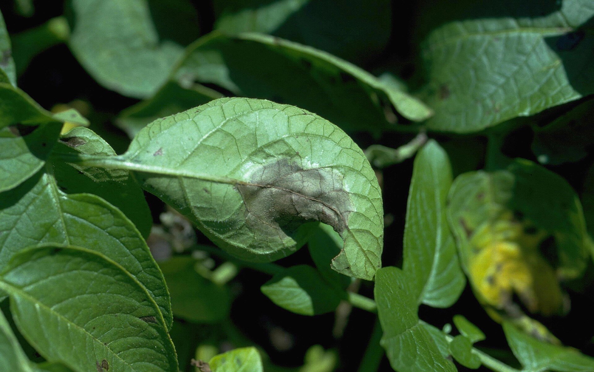 Late blight (Phytophthora infestans) on a potato leaflet